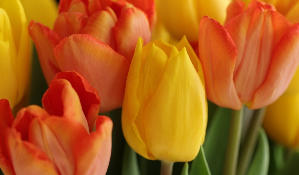 Желтые и оранжевые тюльпаны крупным планом