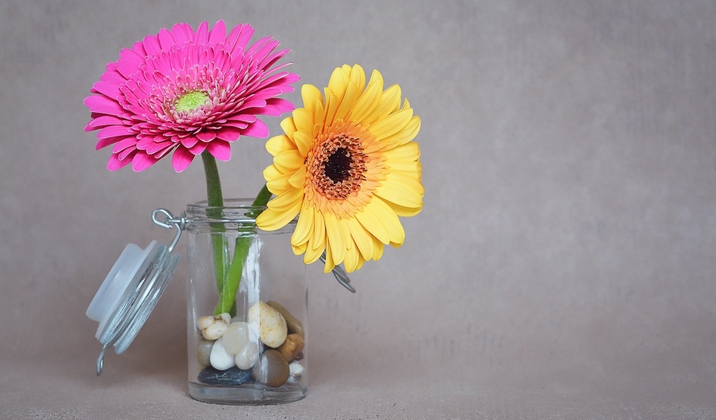 Желтый и розовый цветок герберы в банке