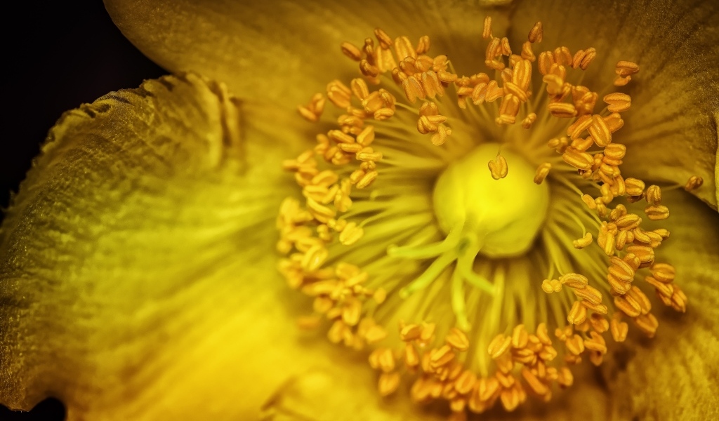 Желтый цветок анемоны крупным планом