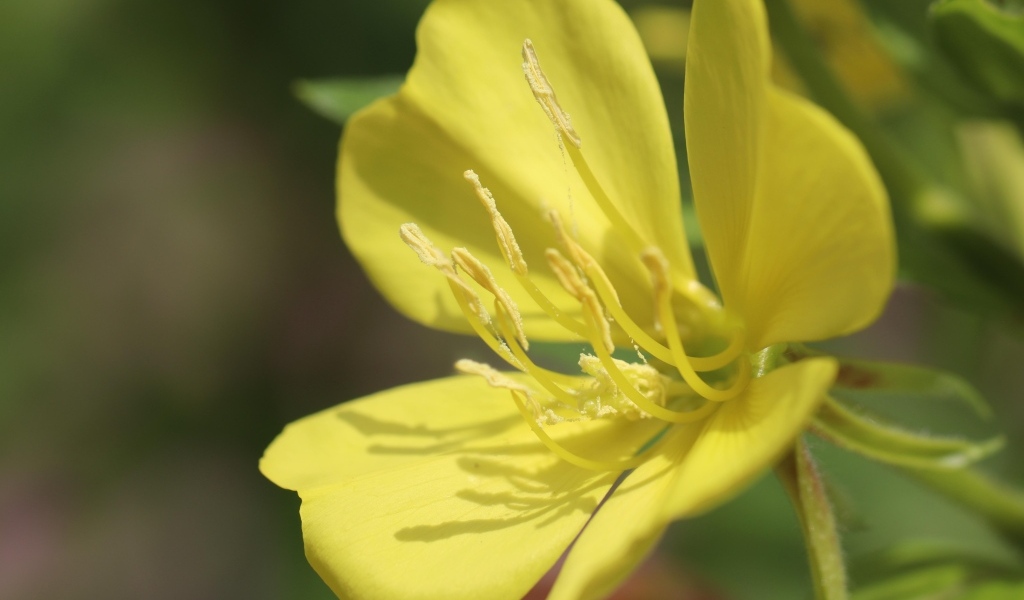 Желтый красивый цветок энотера