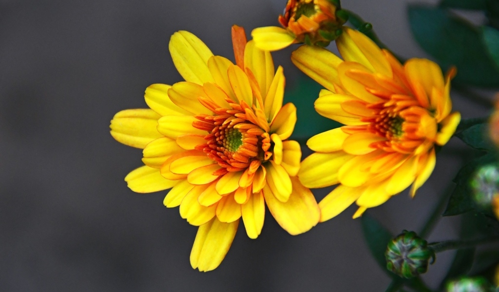 Желтые хризантемы с бутонами на сером фоне