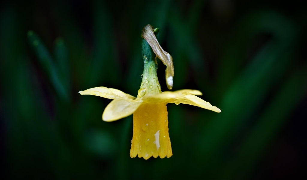 Желтый нарцисс в каплях росы