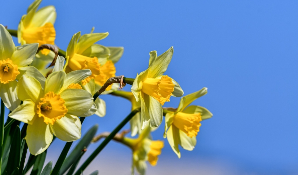 Желтые нарциссы на фоне голубого неба весной