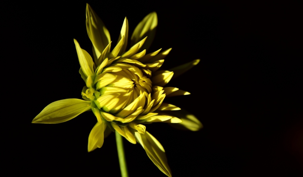 Желтый цветок георгина на черном фоне
