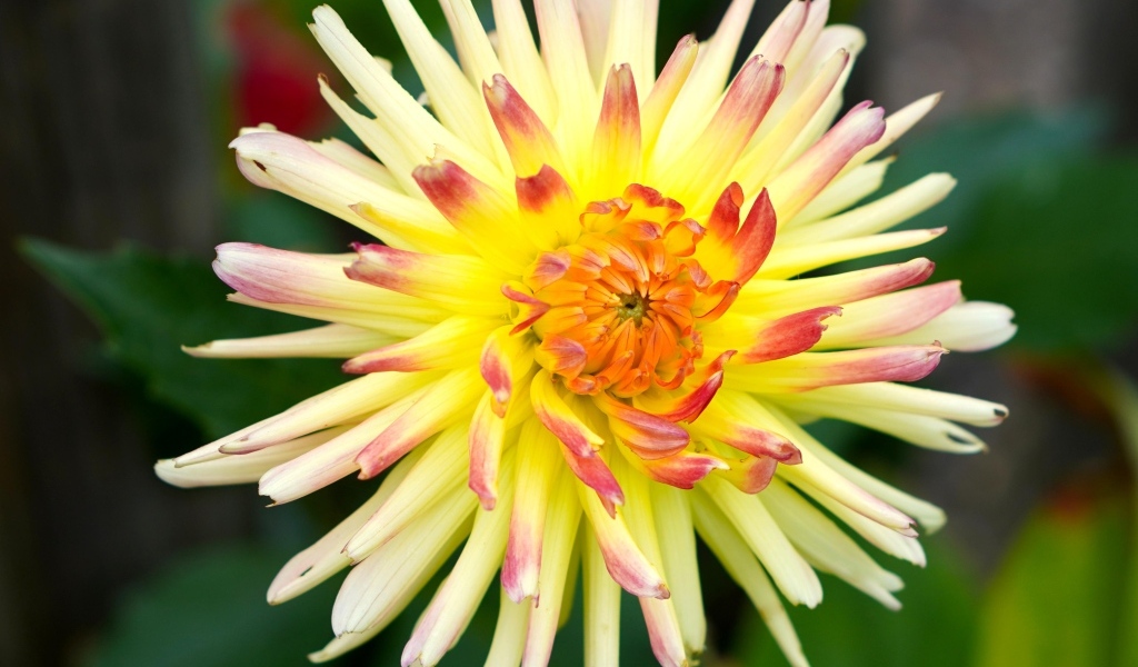 Цветок желтого георгина с острыми лепестками