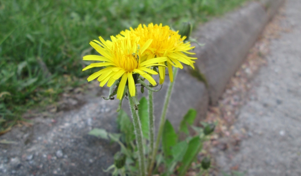 Желтые цветы одуванчика у дороги 