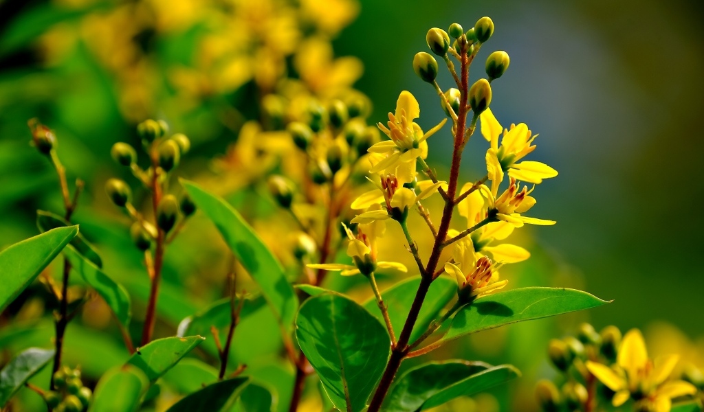 Желтые цветы на ветках