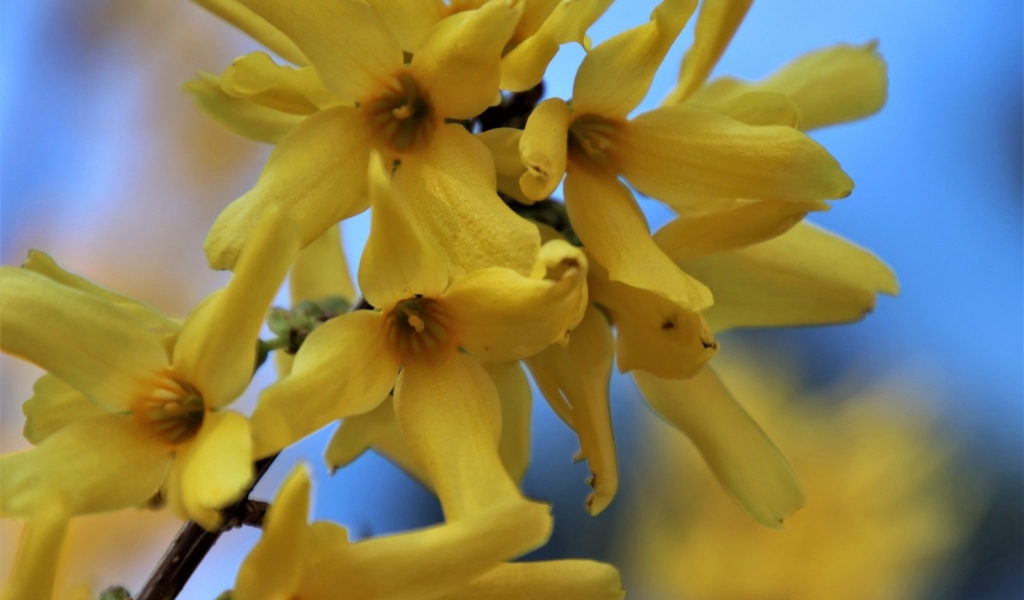 Желтые цветы форзиция крупным планом