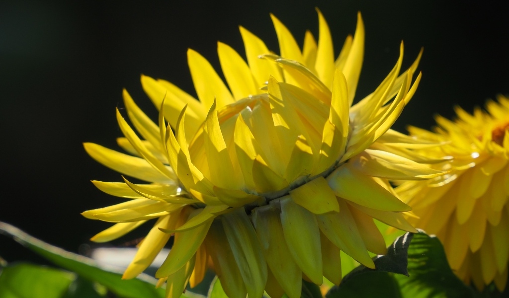 Желтый садовый цветок на черном фоне