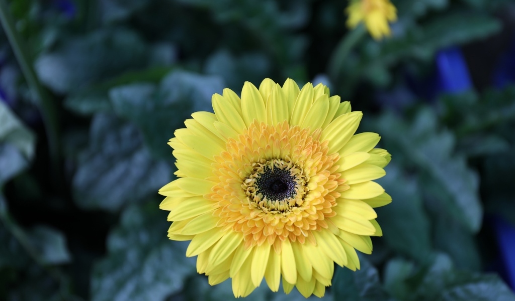 Желтый цветок герберы на клумбе крупным планом