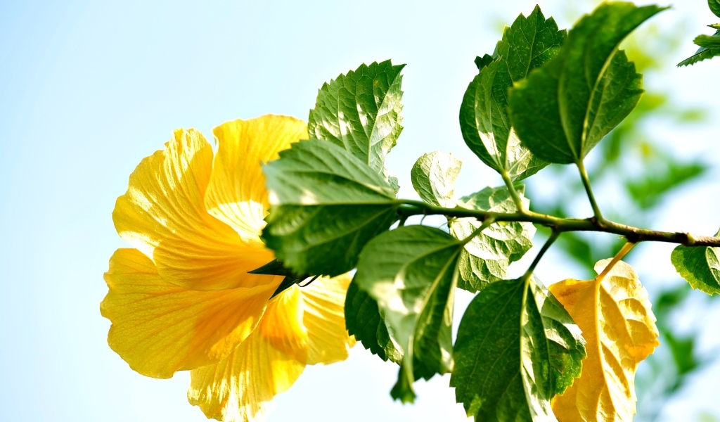 Желтый цветок гибискуса с зелеными листьями на ветке