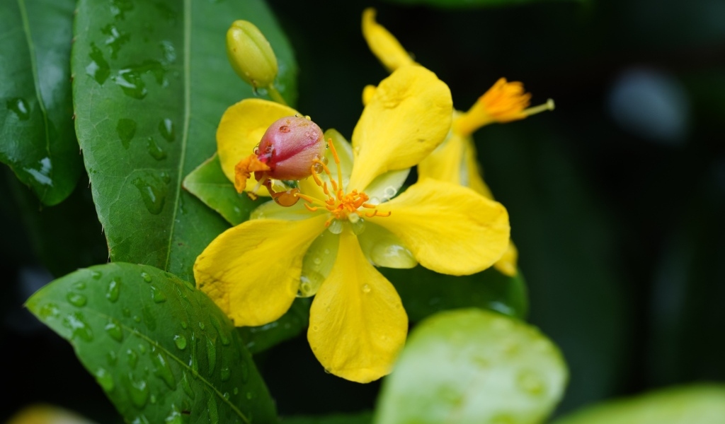 Желтый цветок гиперкум в каплях дождя