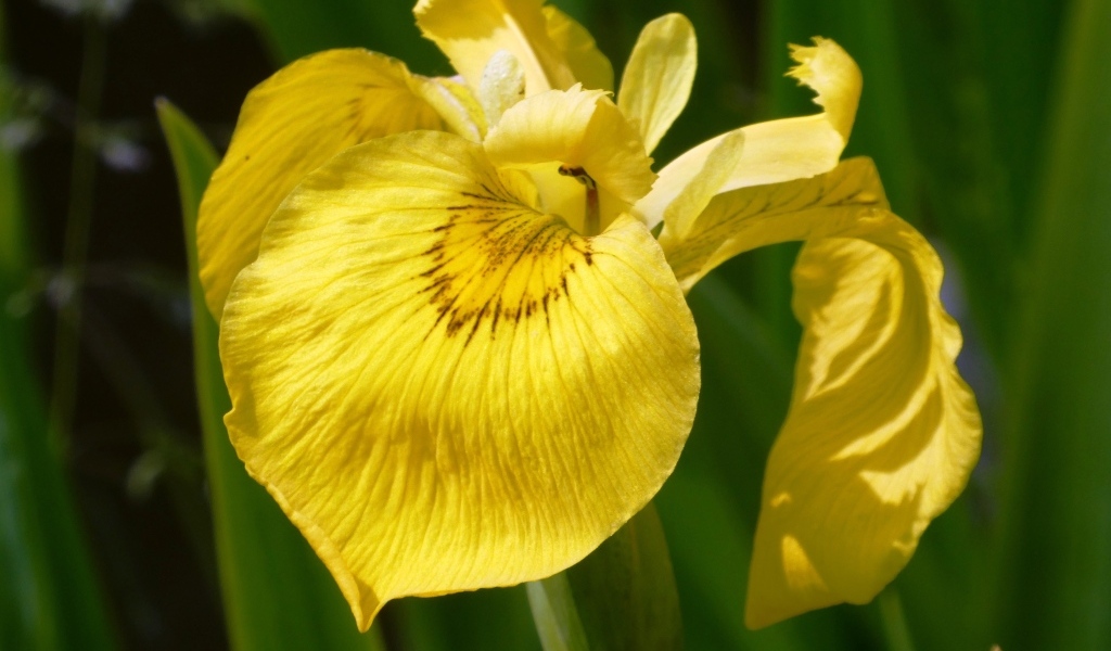 Желтый цветок ириса крупным планом