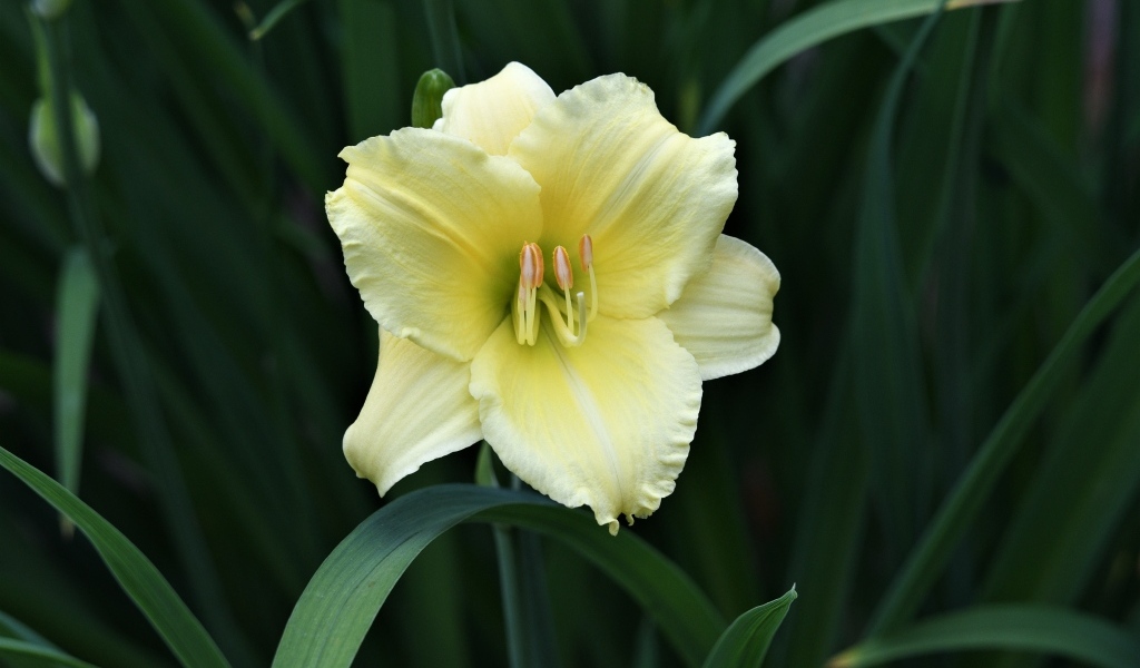 Желтый цветок лилии в зеленых листьях