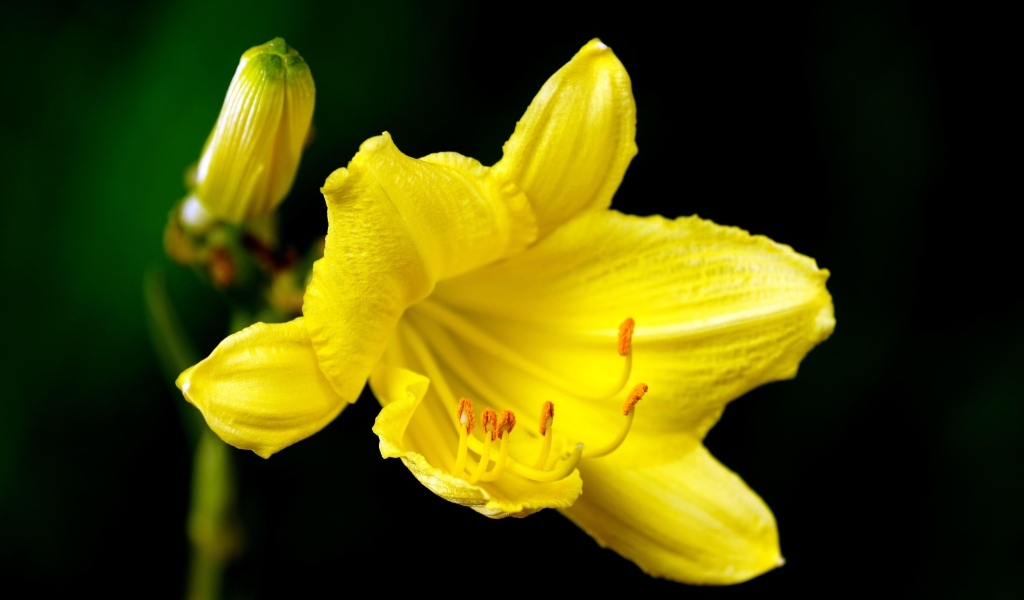 Желтая лилия с бутоном на черном фоне