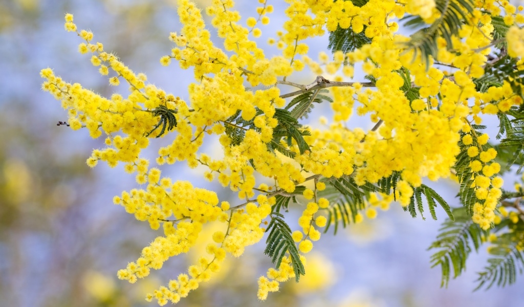 Желтая пышная ветка весенней мимозы