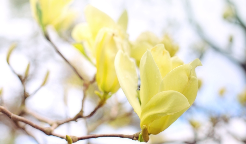 Желтые цветы магнолии на ветке дерева