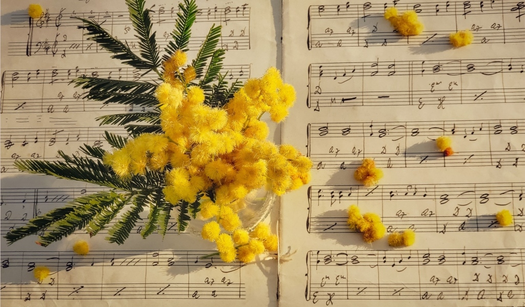 Желтые цветы мимозы на нотной тетради