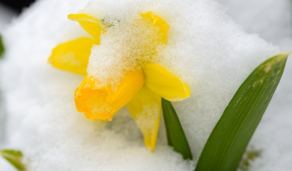 Желтый цветок нарцисса в белом снегу