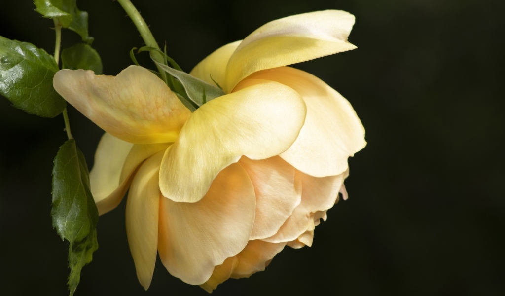 Желтая сорванная роза на черном фоне