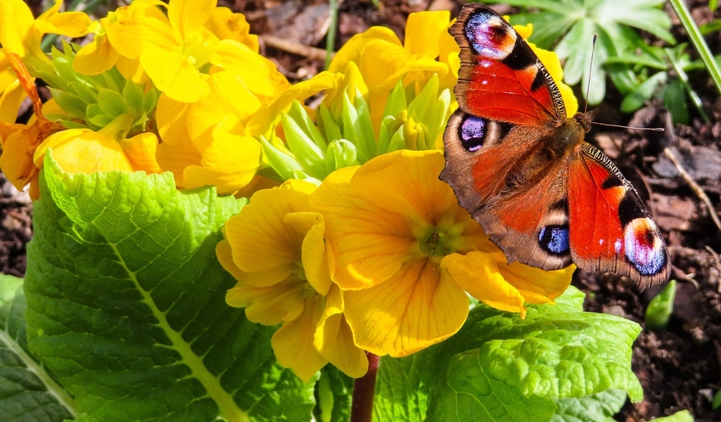 Желтые цветы примулы с бабочкой