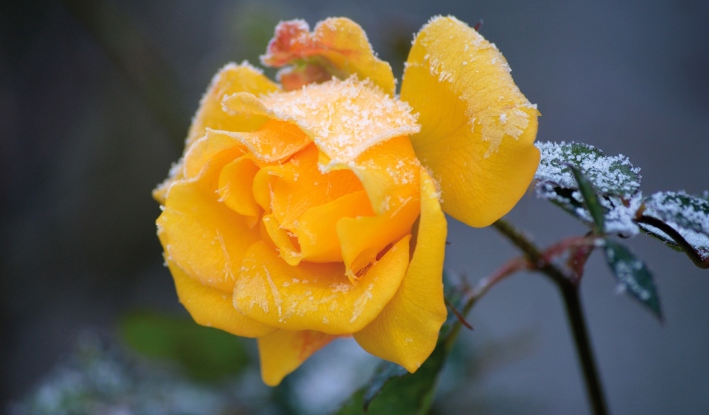 Желтая роза покрыта инеем на клумбе