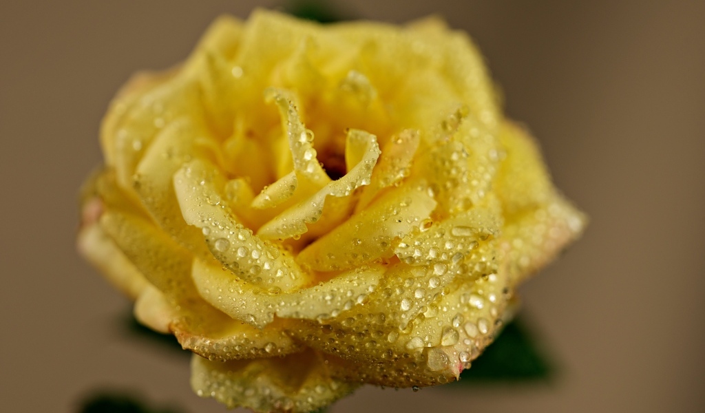 Желтая роза в каплях росы крупным планом