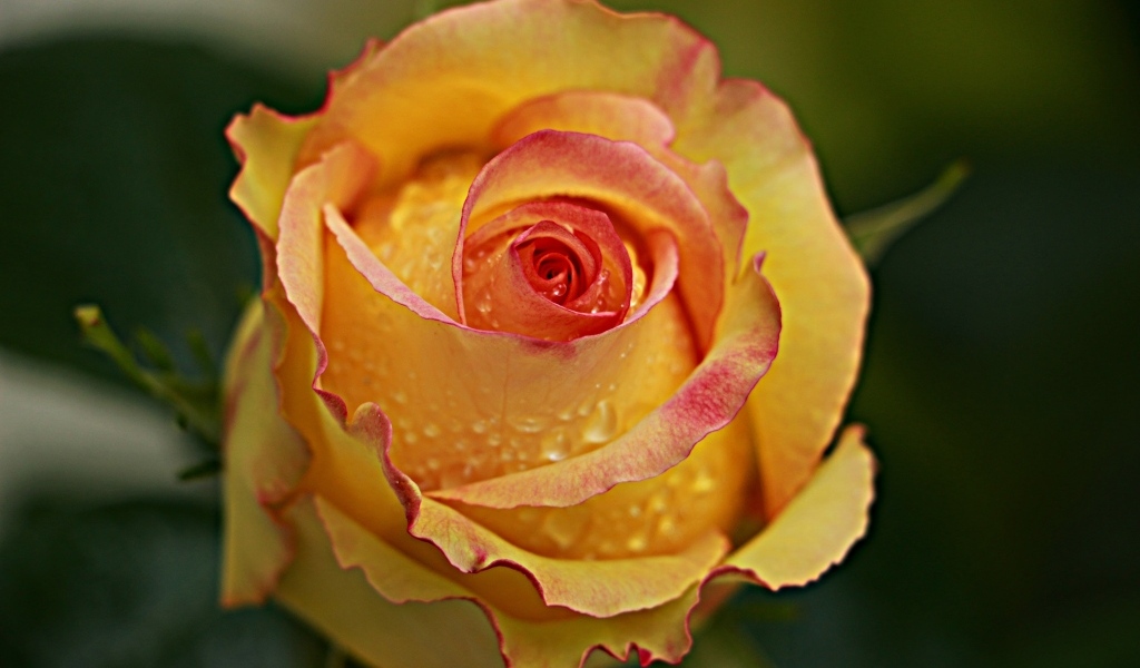 Желтая роза в каплях крупным планом