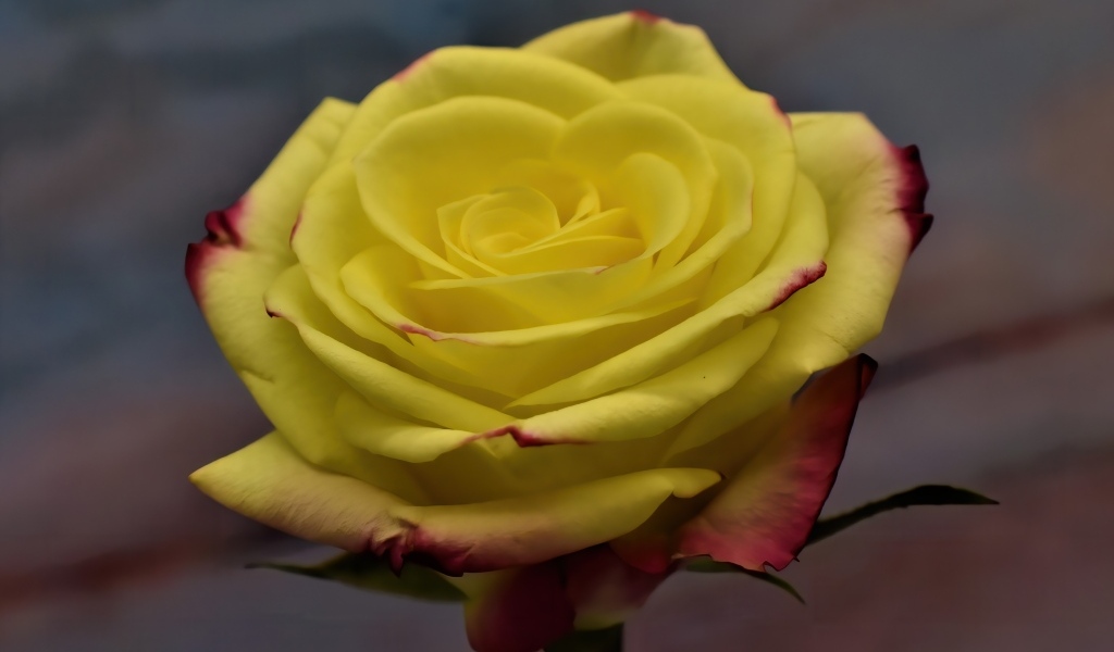 Желтая роза с красными краями на лепестках 