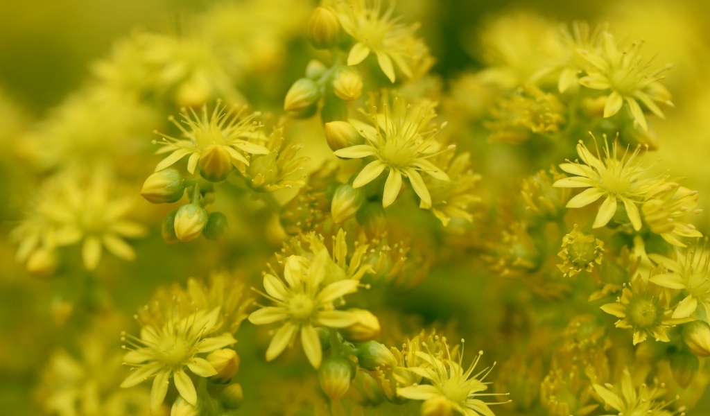 Желтые цветы очиток обыкновенный