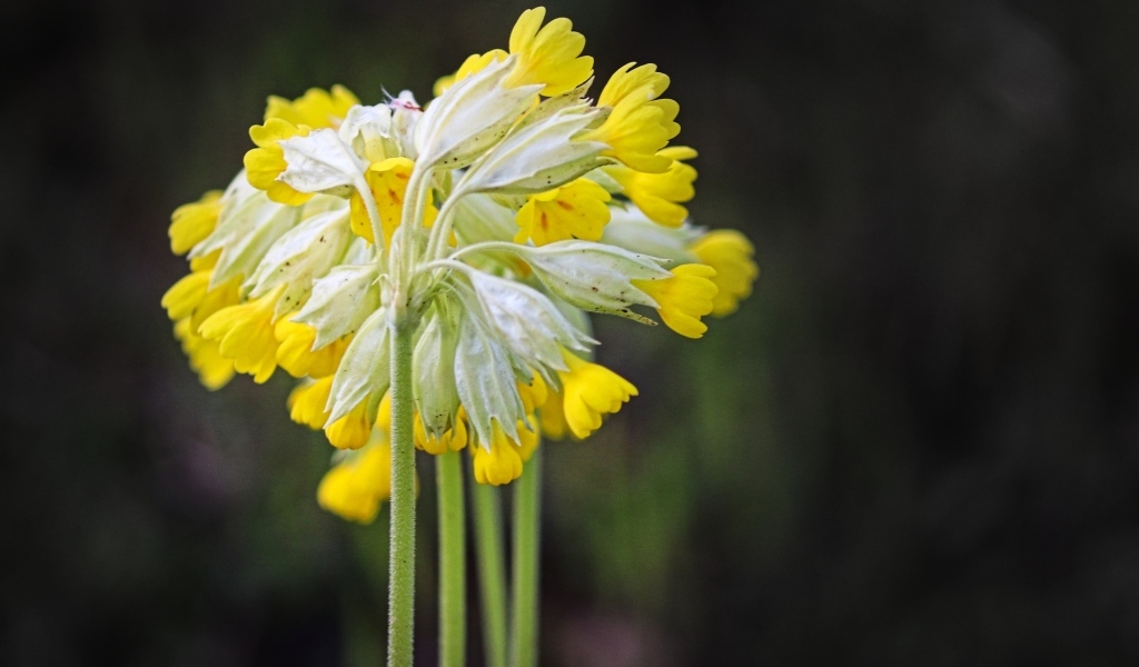 Желтые цветы примула весенняя