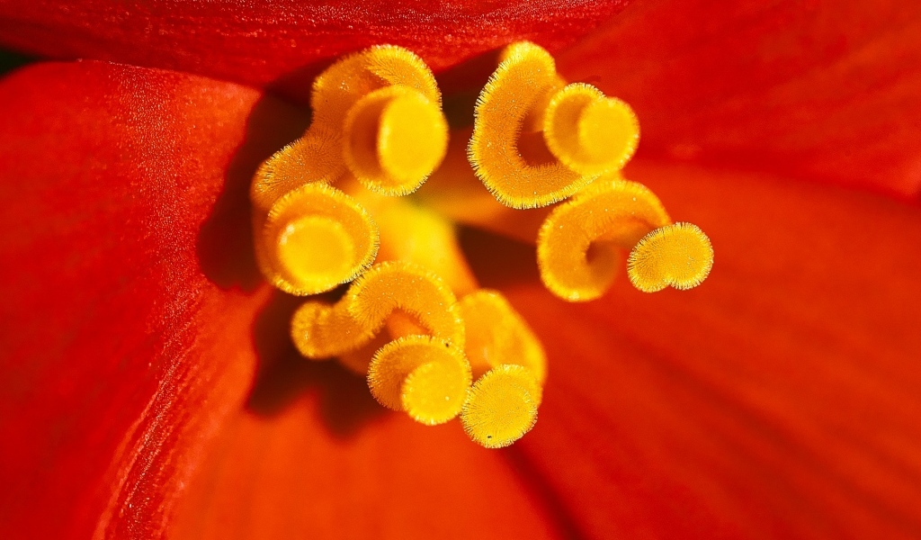 Желтые тычинки красного тюльпана