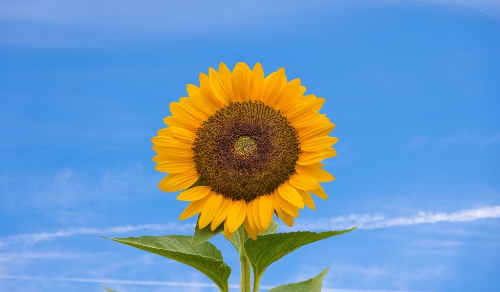 Желтый цветок подсолнуха на фоне голубого неба  