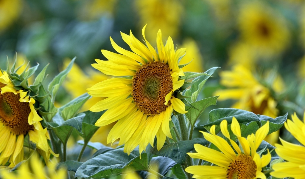 Желтые цветы подсолнуха на поле крупным планом