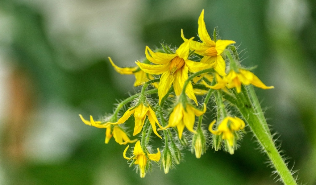 Желтые цветы томатов на ветке