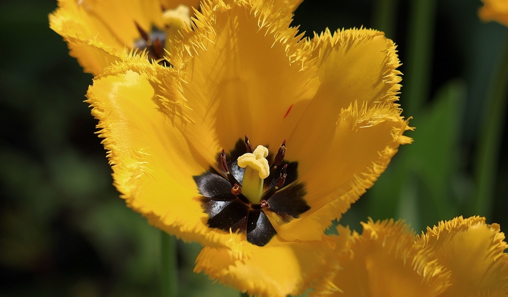 Желтые тюльпаны с черной серединкой крупным планом