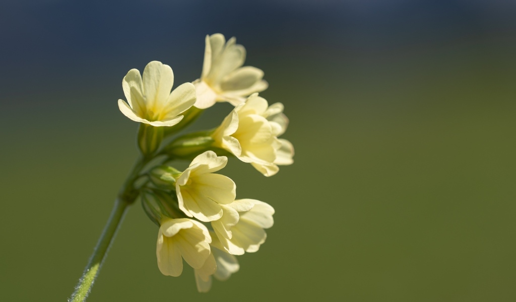 Желтые полевые цветы крупным планом