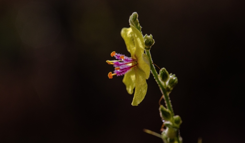 Желтый полевой цветок на черном фоне