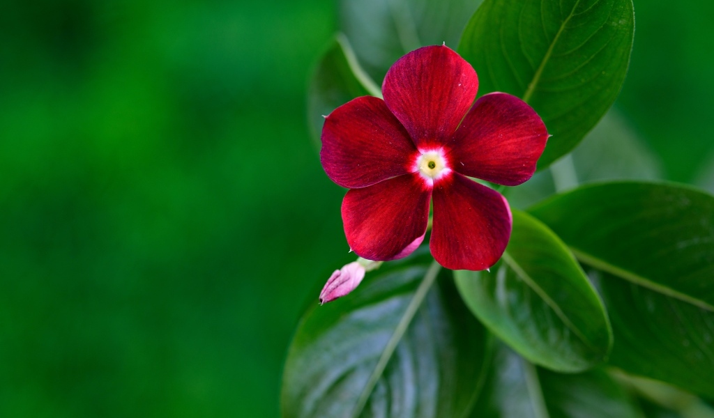 Красивый красный цветок барвинок