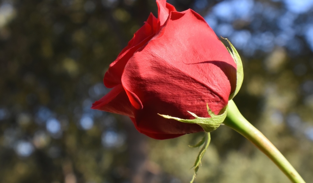 Красивый цветок красной розы