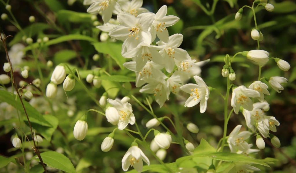 Красивый белый весенний цветок