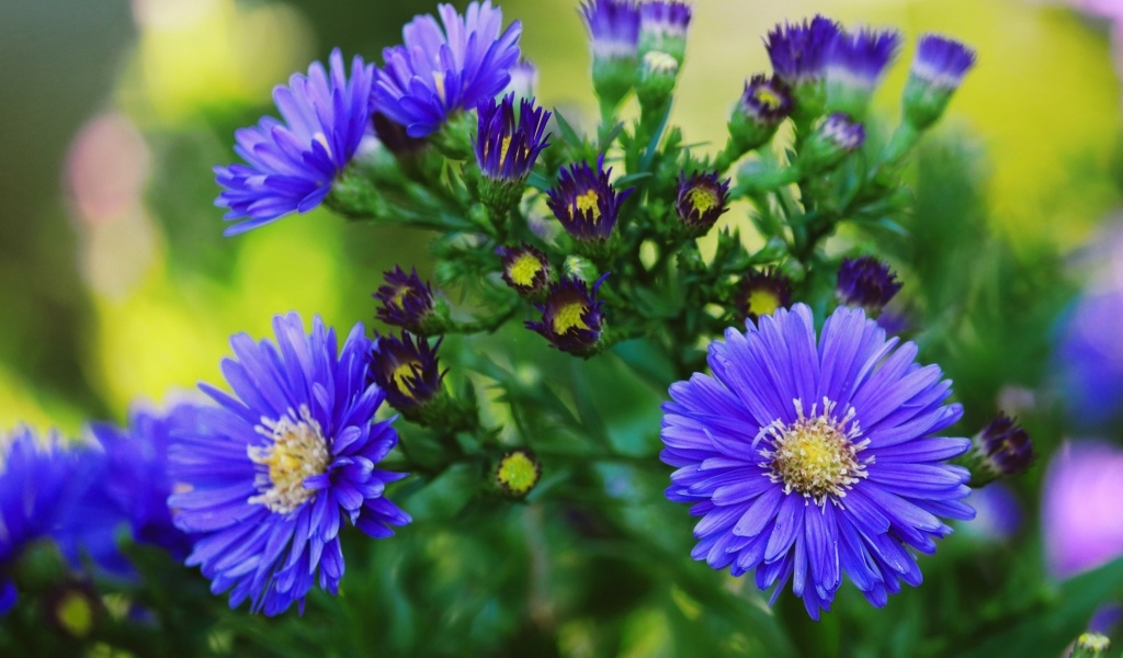 Синий осенний цветок сентябринка