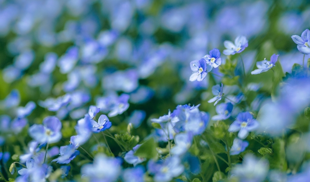 Голубые маленькие цветы незабудки