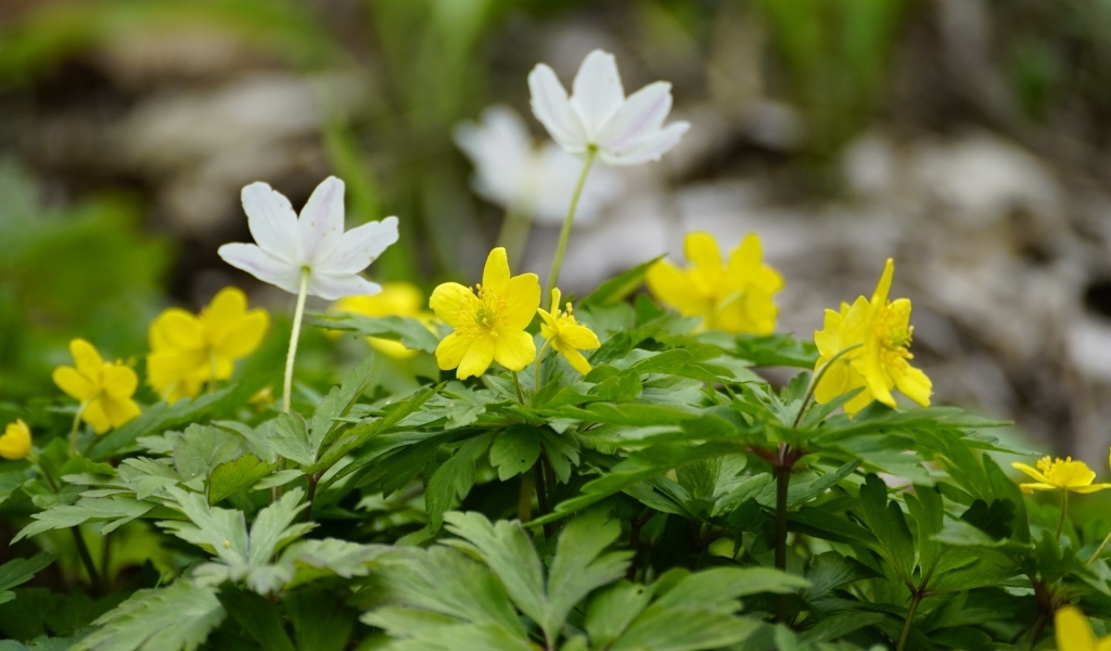 Лесные цветы ветреница ранункулоидная