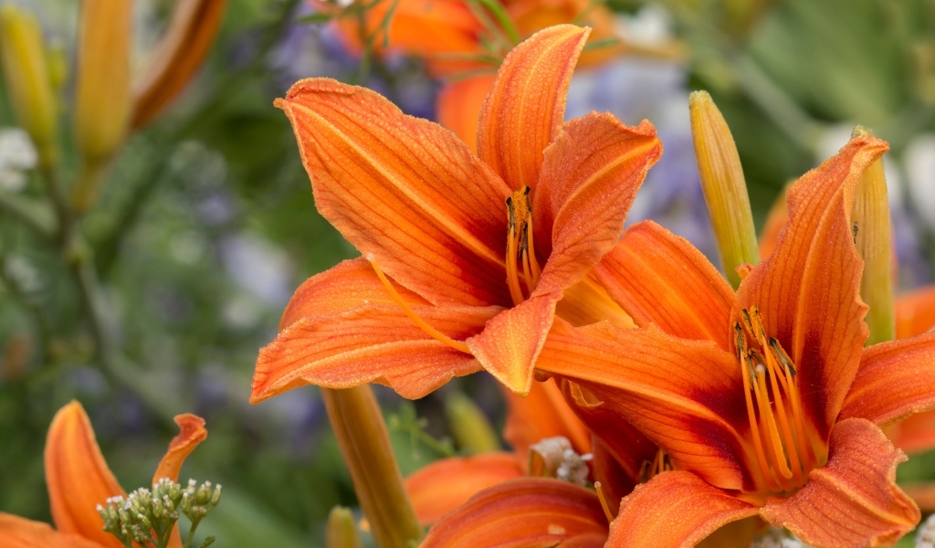Оранжевые цветы садового лилейника