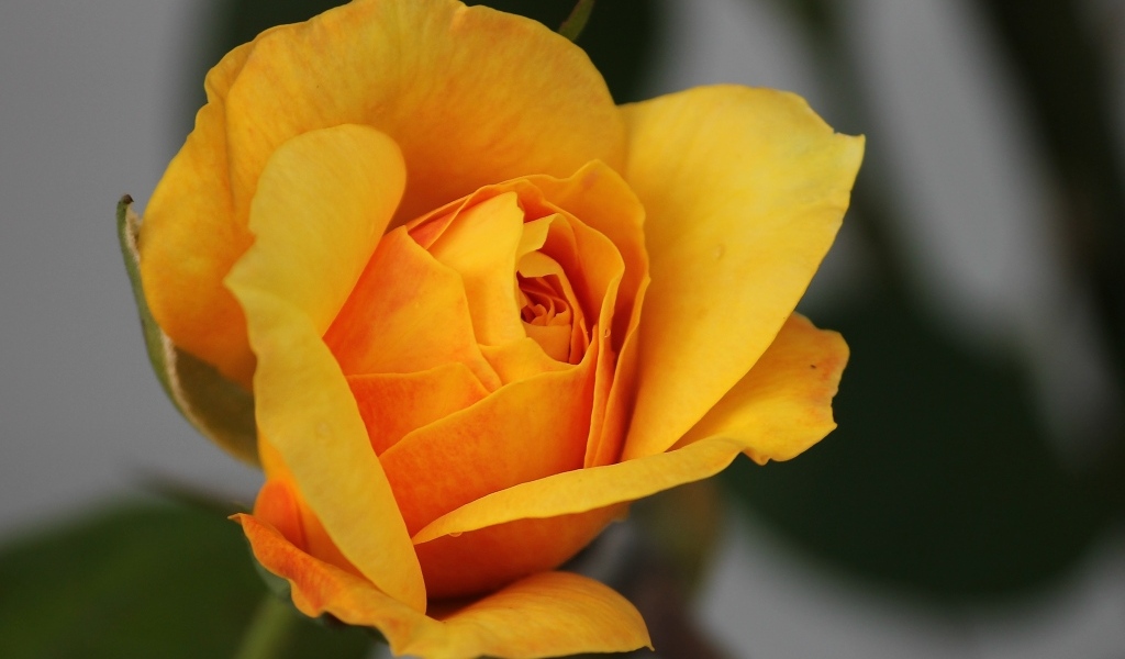 Оранжевая роза распускается 