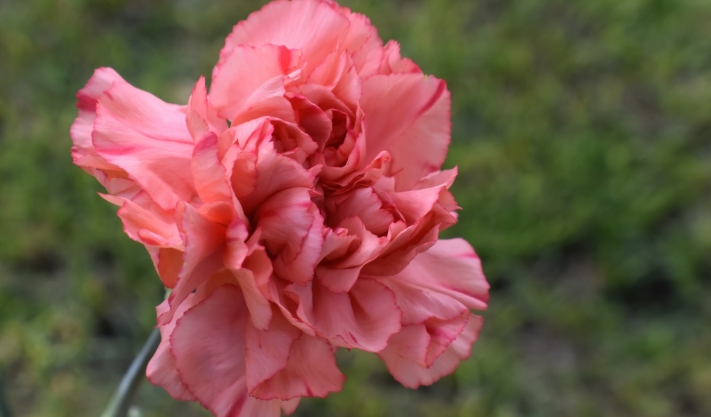 Розовая гвоздика крупным планом