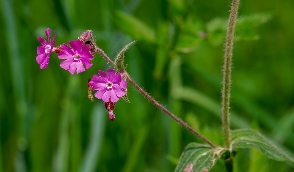 Розовые цветы полевой гвоздики