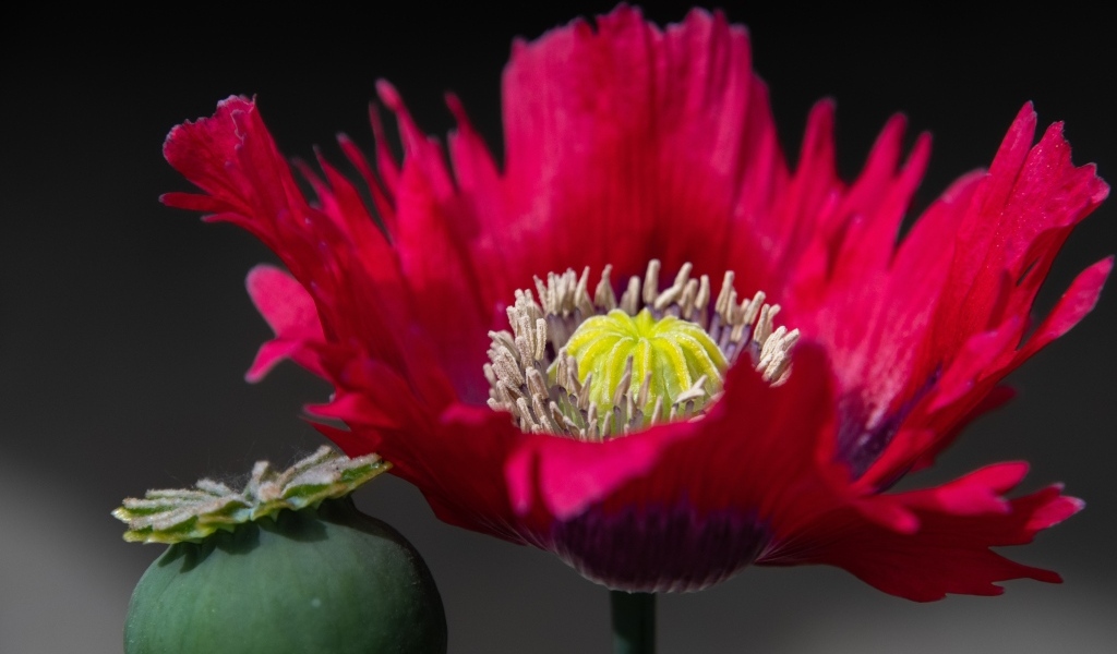 Розовый садовый декоративный мак 