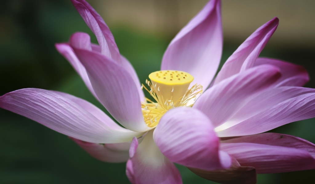 Розовый цветок лотоса крупным планом